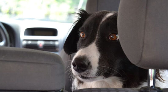 cane in auto