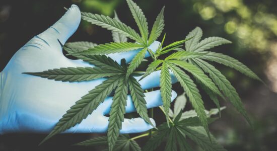 cannabis