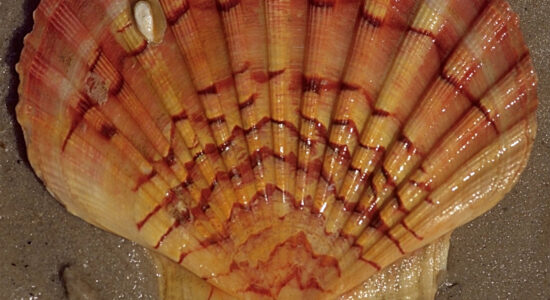 pesce mollusco capasanta