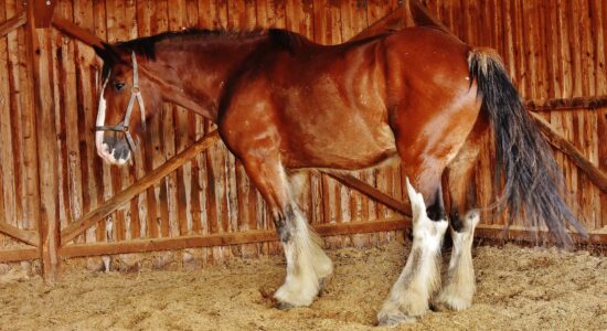 cavallo