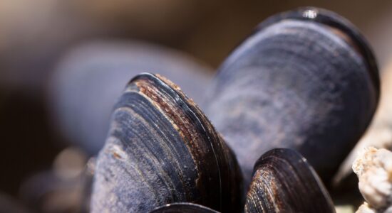 cozze