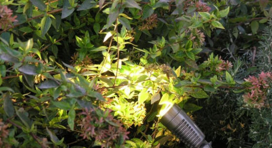 Faretto di luce sulle piante