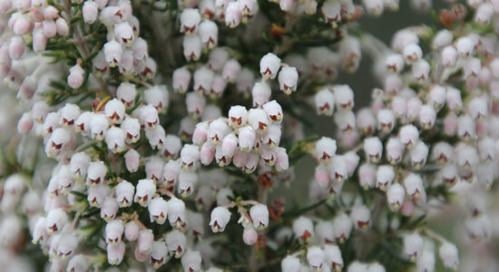 fiori di erica