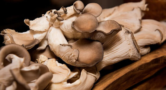 funghi