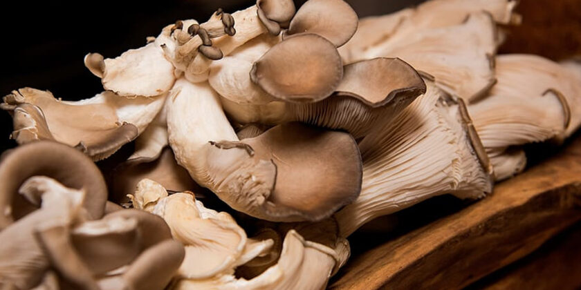 funghi