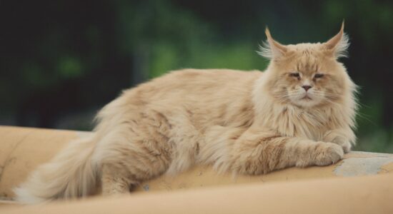 gatti