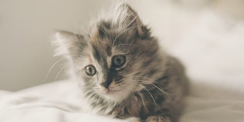 cucciolo di gatto