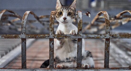 gatto