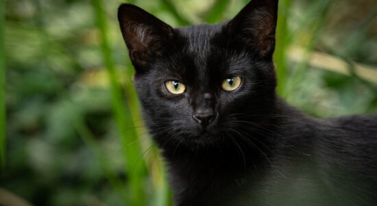 gatto