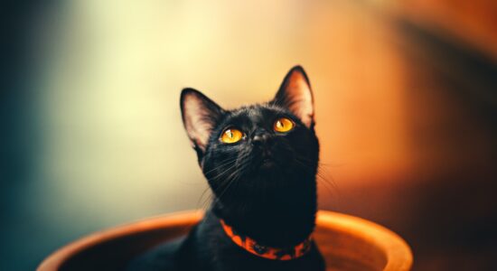 gatto