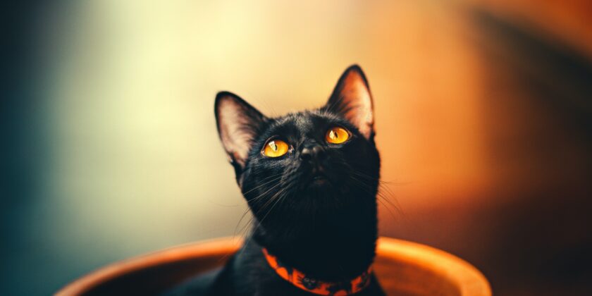 gatto