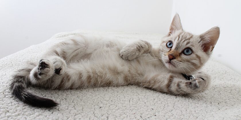 gatto