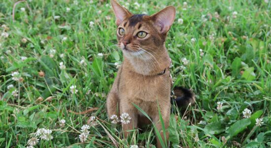 gatto abissino