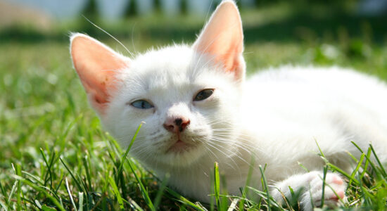 gatto nel prato