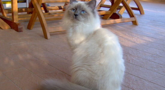 gatto sacro di Birmania
