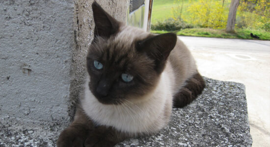 gatto siamese