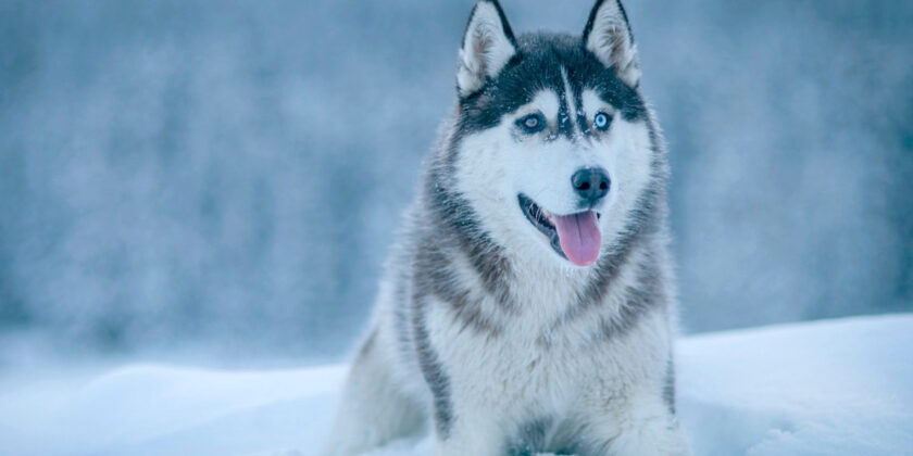 un husky sulla neve