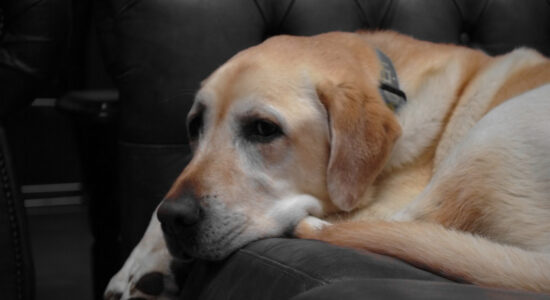 cane labrador
