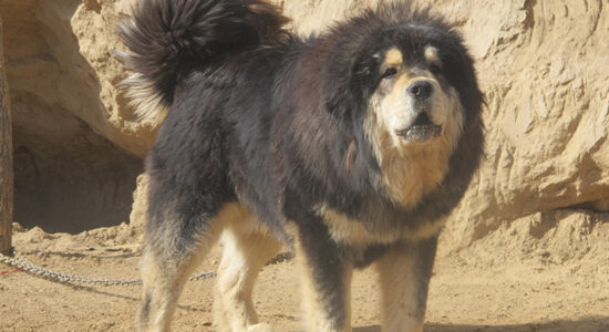 mastino tibetano
