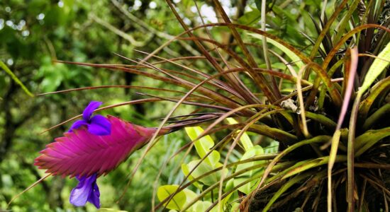 piante