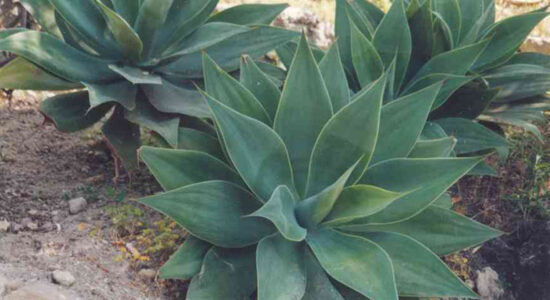 piante grasse