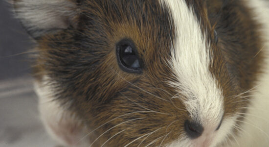 cavia porcellus o porcellino d'india