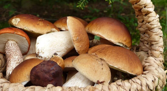 porcini