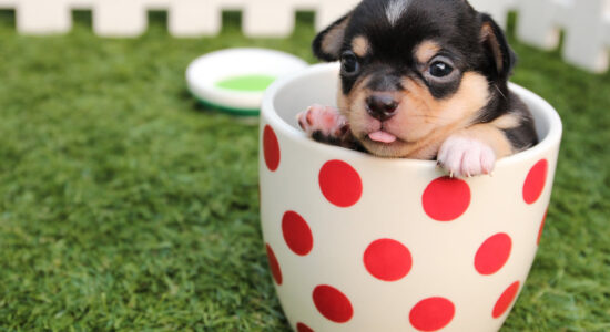 regalo geniale per cani