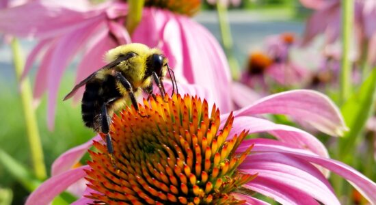 rimedi naturali contro malanni stagionali