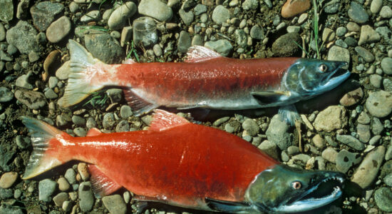salmone sockeye