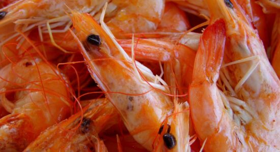 scampi