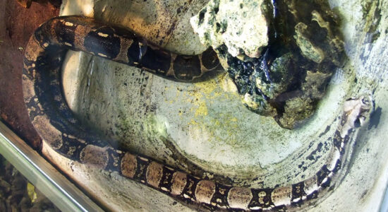 serpente boa