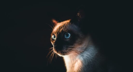 siamese