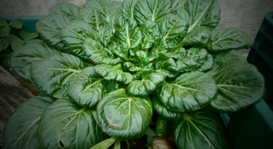 spinaci