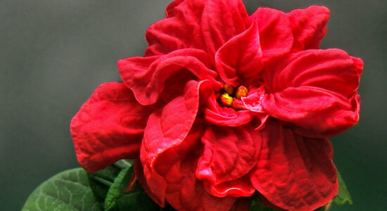 stella di Natale
