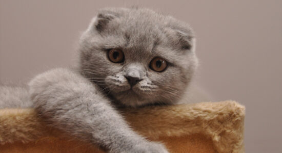 un gatto di razza scottish fold