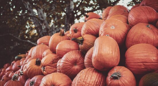 zucca
