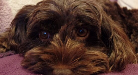 Cockapoo