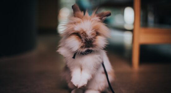 animale
