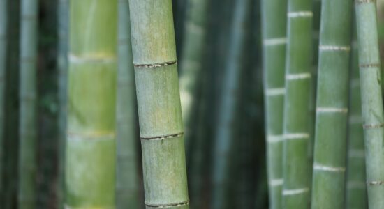 bamboo