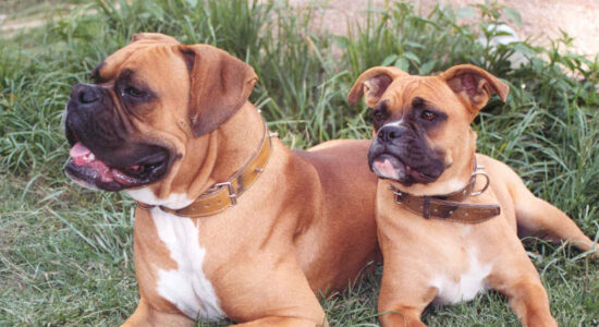 cani di razza boxer