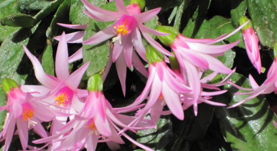 cactus di Natale