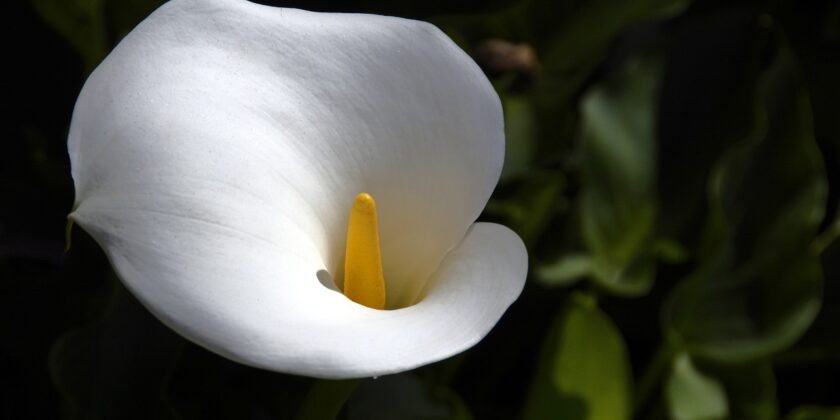 calla