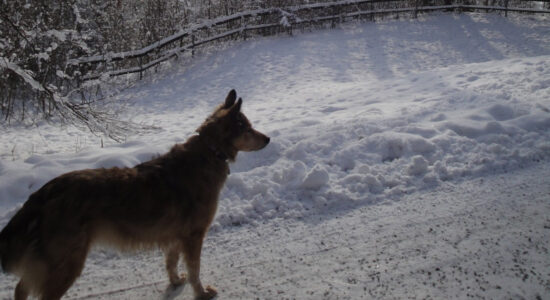 cane sulla neve