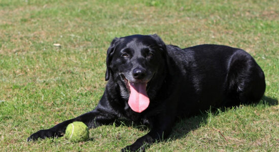 cane di taglia grande