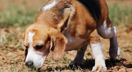 cane che fiuta