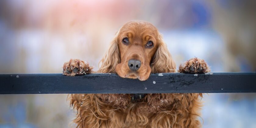 cane cocker spaniel