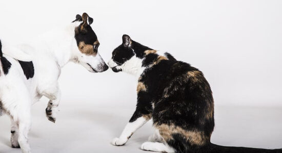 cane e gatto