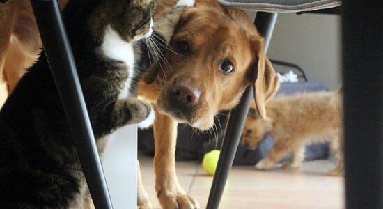 cane e gatto