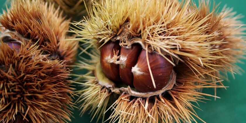 castagne